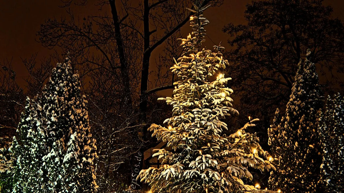 Árboles iluminados por la noche en Navidad