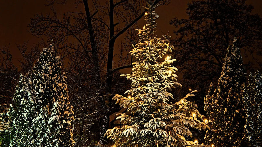 Árboles iluminados por la noche en Navidad
